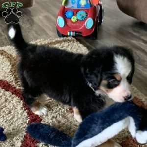Comanche, Bernese Mountain Dog Puppy