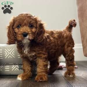 Ruby, Cavapoo Puppy