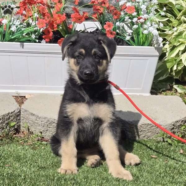 Sunny Day, German Shepherd Puppy