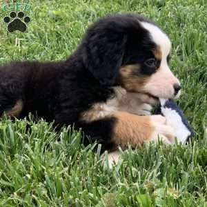 Comanche, Bernese Mountain Dog Puppy