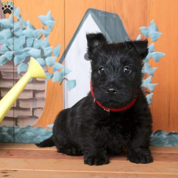 Fabian, Scottish Terrier Puppy