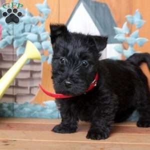 Fabian, Scottish Terrier Puppy