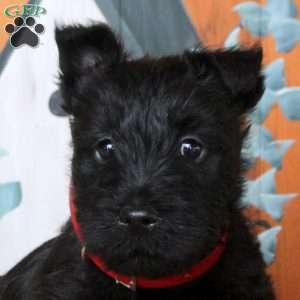 Fabian, Scottish Terrier Puppy