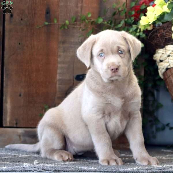 Faith, Silver Labrador Retriever Puppy