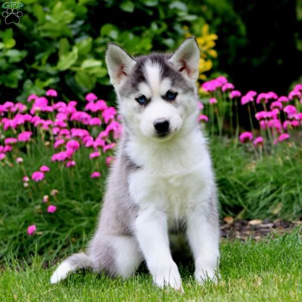 Faith, Siberian Husky Puppy
