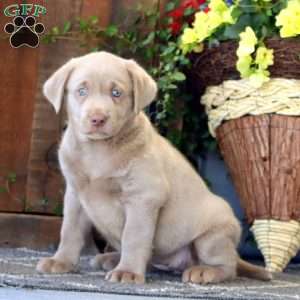 Faith, Silver Labrador Retriever Puppy