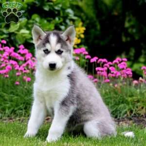 Faith, Siberian Husky Puppy