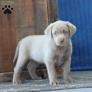 Faith, Silver Labrador Retriever Puppy