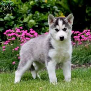 Faith, Siberian Husky Puppy