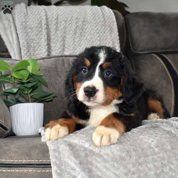 Famous Amos, Bernese Mountain Dog Puppy