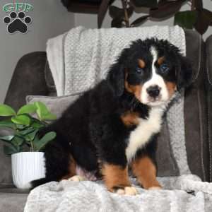 Famous Amos, Bernese Mountain Dog Puppy