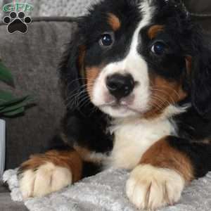 Famous Amos, Bernese Mountain Dog Puppy