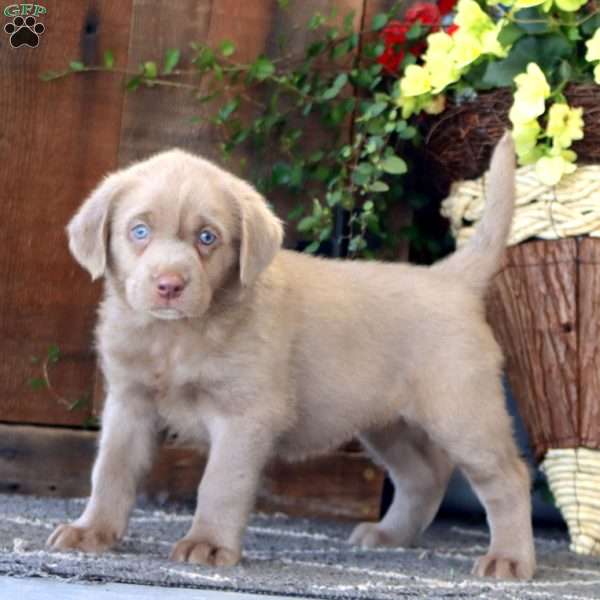 Fancy, Silver Labrador Retriever Puppy