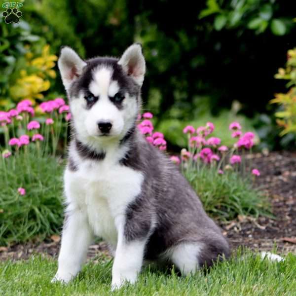 Fancy, Siberian Husky Puppy
