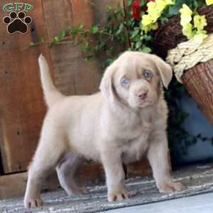 Fancy, Silver Labrador Retriever Puppy