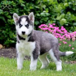 Fancy, Siberian Husky Puppy