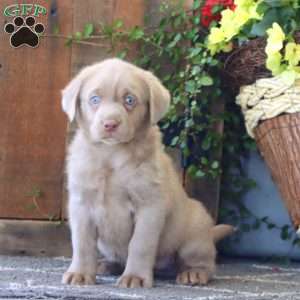 Fancy, Silver Labrador Retriever Puppy