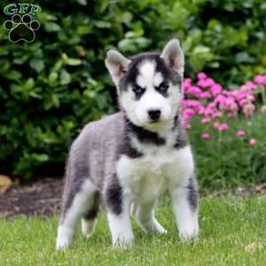 Fancy, Siberian Husky Puppy