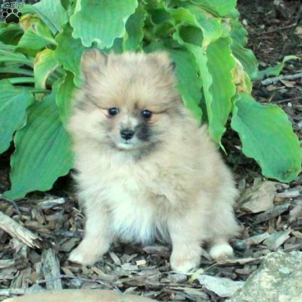 Fawn, Pomeranian Puppy
