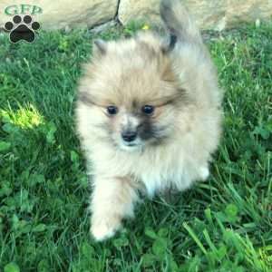 Fawn, Pomeranian Puppy
