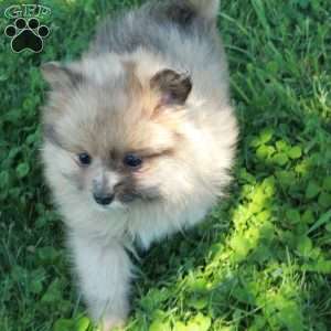 Fawn, Pomeranian Puppy