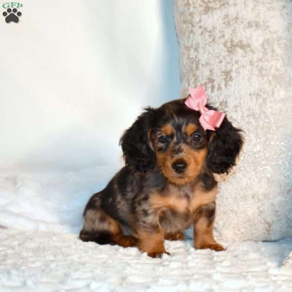 Faye, Dachshund Puppy