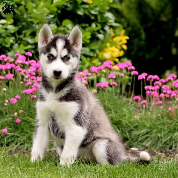 Felicia, Siberian Husky Puppy