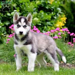 Felicia, Siberian Husky Puppy