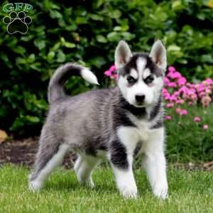 Felicia, Siberian Husky Puppy