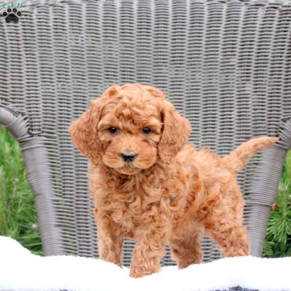 Felicity, Mini Goldendoodle Puppy