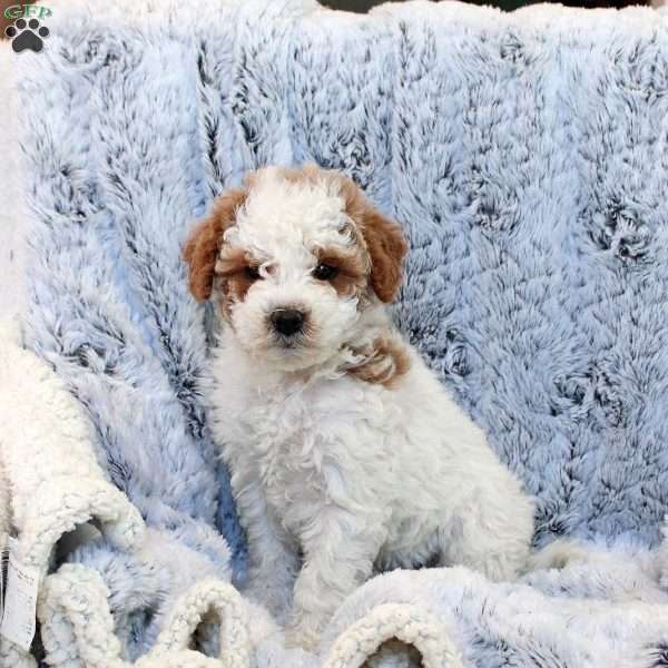 Felicity, Miniature Poodle Mix Puppy