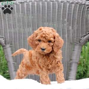 Felicity, Mini Goldendoodle Puppy