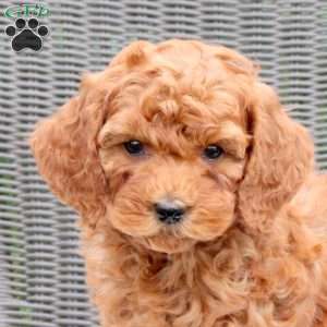 Felicity, Mini Goldendoodle Puppy