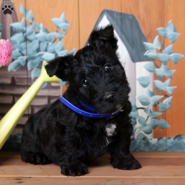 Felix, Scottish Terrier Puppy