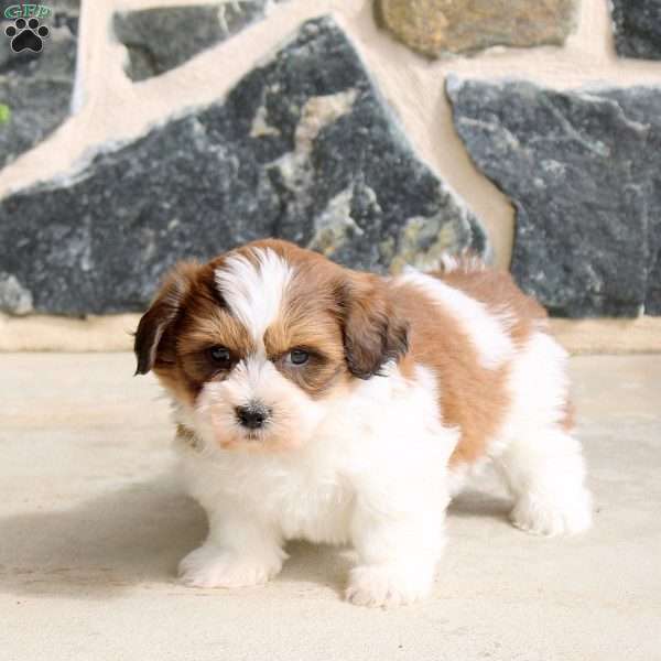 Felix, Teddy Bear Puppy
