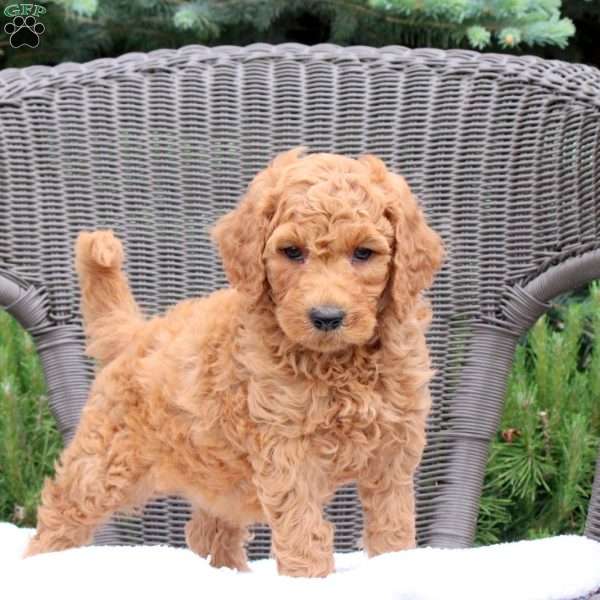 Felix, Mini Goldendoodle Puppy
