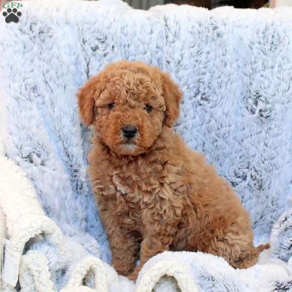 Felix, Miniature Poodle Mix Puppy