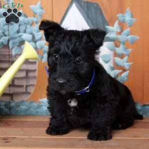 Felix, Scottish Terrier Puppy