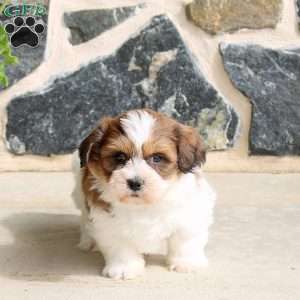 Felix, Teddy Bear Puppy