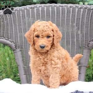 Felix, Mini Goldendoodle Puppy