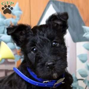 Felix, Scottish Terrier Puppy