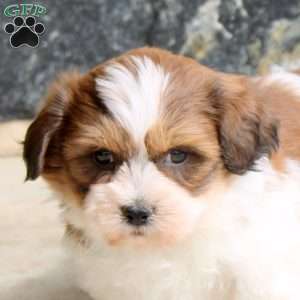 Felix, Teddy Bear Puppy