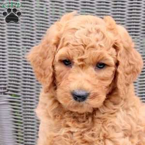 Felix, Mini Goldendoodle Puppy