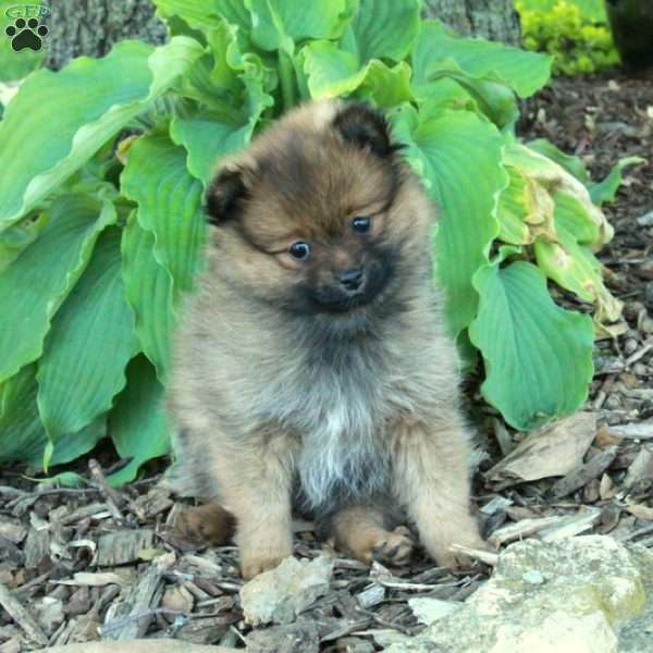 Fern, Pomeranian Puppy