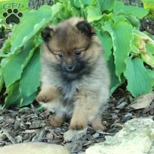 Fern, Pomeranian Puppy