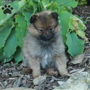 Fern, Pomeranian Puppy