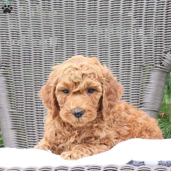 Ferris, Mini Goldendoodle Puppy