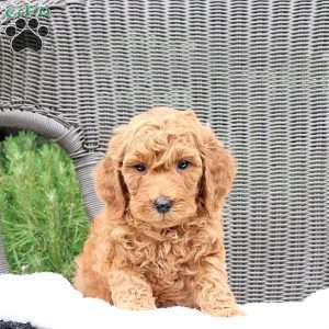 Ferris, Mini Goldendoodle Puppy