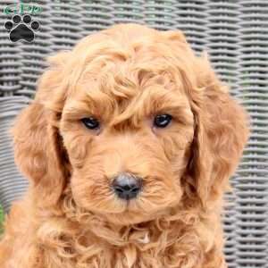 Ferris, Mini Goldendoodle Puppy