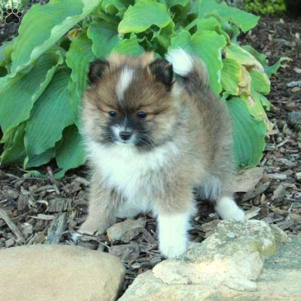 Fetch, Pomeranian Puppy